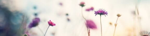 photo of small purple and pink flowers