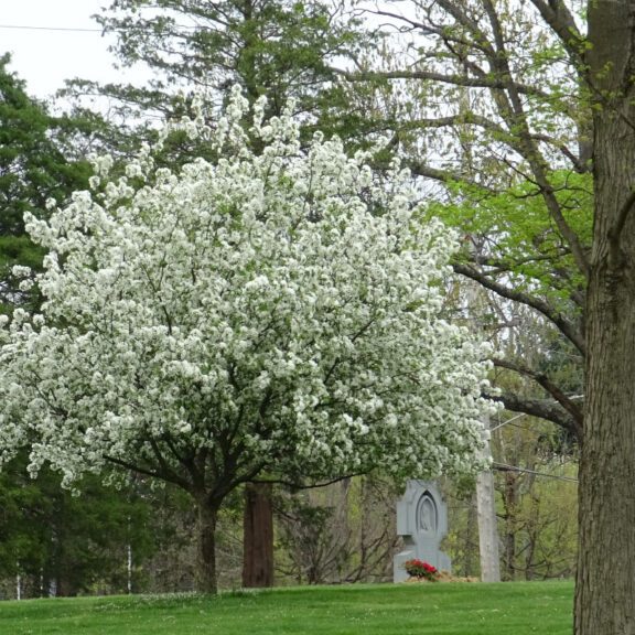 photo of Dogwood Trees