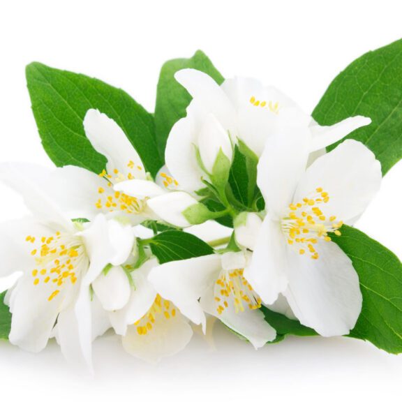 photo of white lily Gravesite Flowers