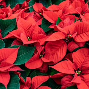 Photo of red poinsettia flowers available to purchase for Christmas to decorate a loved one's grave