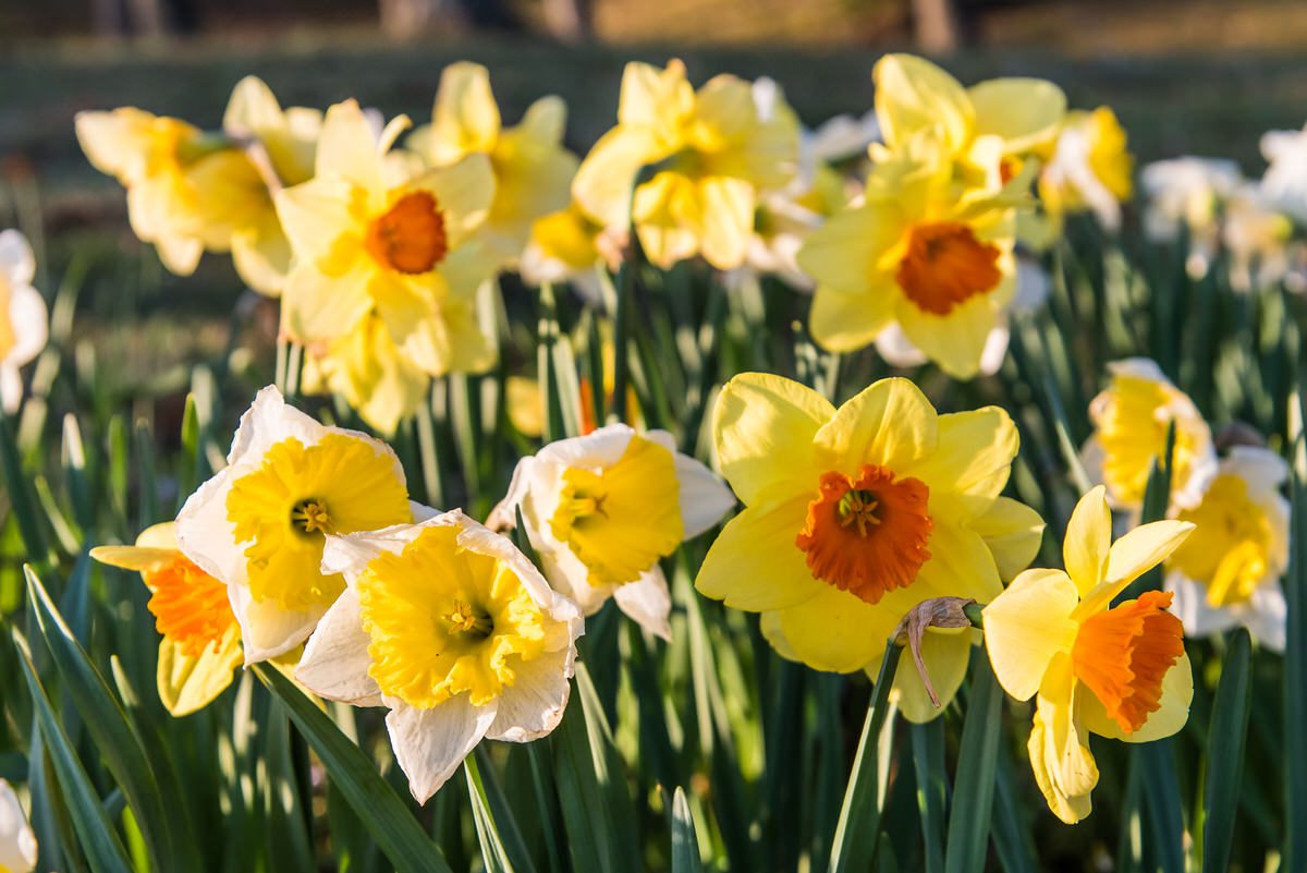 Manuel Mediodia, Jr.