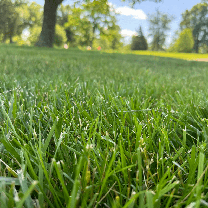 Close up image of the grass on the cemetery grounds at Arlington Memorial Gardens