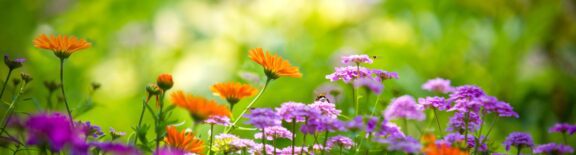 Colorful Flowers - OBIT