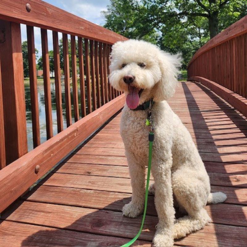A white goldendoodle dog wearing a collar with a green leash attached as it sits on a wooden bridge with its tongue out