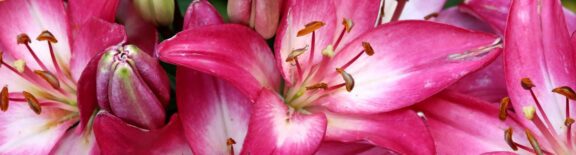 Lillies_Pink