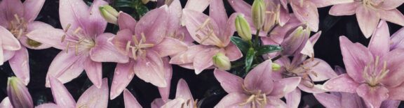 Lillies_Purple