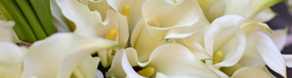 Lillies_White Close up