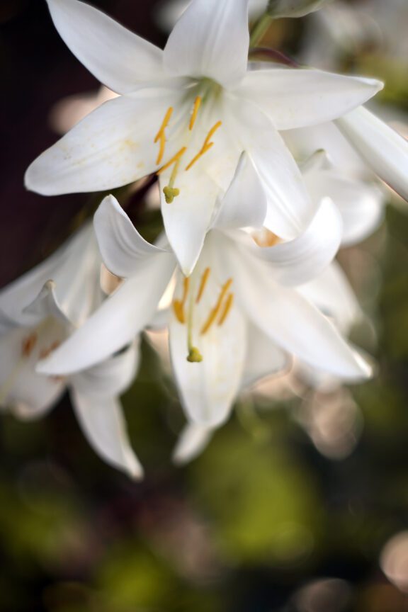 Beautiful and peaceful white lilies. Selective focus
